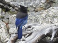 Stellar Navy Bluebird, Rocky Mountain National Park, Boulder, Colorado, United States Royalty Free Stock Photo