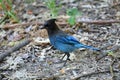 Stellar's jay