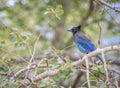 Stellar``s Jay Cyanocitta stelleri in Rocky Mountain National Park in Colorado