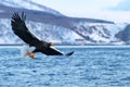 StellarÃÂ´s sea eagle flying with the fish. Eagle flying in front of scenery of winter Hokkaido