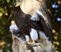 Stellar's Sea Eagle Haliaeetus Pelagicus Royalty Free Stock Photo