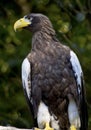 Stellar's Sea Eagle Haliaeetus Pelagicus Royalty Free Stock Photo