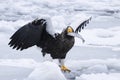 Stellar Sea eagle tossing the piece of the fish