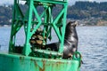 Stellar Sea Lion Rests on Navigation Buoy, Puget Sound, Washington State