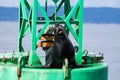 Stellar Sea Lion Rests on Navigation Buoy, Puget Sound, Washington State