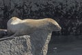 Stellar Sea Lion on a Rock
