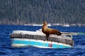 Stellar sea lion on buoy, Prince William Sound, outside of Whittier, Alaska Royalty Free Stock Photo