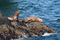 Stellar Sea Lions