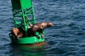 Stellar Sea Lions