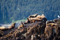 Stellar sea lions