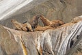 Stellar Sea Lions arguing on an Island