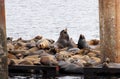 Stellar Sea Lions making themselves at French Creek Marina, on Vancouver Island, BC