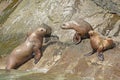 Stellar Sea Lions on a Rocky Coast