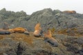 Stellar Sea Lions on a Rocky Island