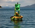Stellar sea lions sleeping on buoy in Auke Bay, Juneau, Alaska