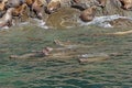 Stellar Sea Lions Swimming along the Shore