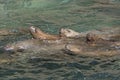 Stellar Sea Lions Swimming in the Ocean