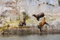 Stellar Sea Lions