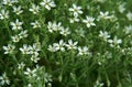 Stellaria dichotoma Royalty Free Stock Photo