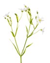 Stellaria flowers isolated on white Royalty Free Stock Photo