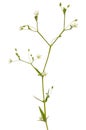 Stellaria graminea, common starwort flower