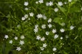 Stellaria graminea is a plant species of the genus Stellaria Stellaria Caryophyllaceae