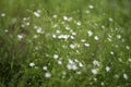 Stellaria graminea is a plant species of the genus Stellaria Stellaria Caryophyllaceae