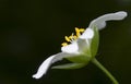 Stellaria holostea