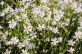 Stellaria holostea Royalty Free Stock Photo