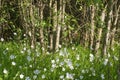 Stellaria Holostea with sunny grove background, small white notched flowers Royalty Free Stock Photo