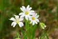 Stellaria holostea Royalty Free Stock Photo