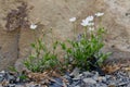 Stellaria longipes - Longstalk Starwort