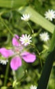 Stellaria media, chickenwort, craches, maruns, winterweed, chickweed on the blurred background of the flowering meadow, selective Royalty Free Stock Photo
