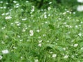 Stellaria media, chickweed, common chickweed, chickenwort, craches, maruns and winterweed in a clearing in the summer Royalty Free Stock Photo