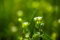 Stellaria media, chickweed, common chickweed, chickenwort, craches, maruns, and winterweed Close-up of a meadow during Royalty Free Stock Photo