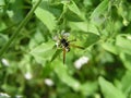 Stellaria media, common chickweed, chickenwort, craches, maruns and winterweed in a clearing in the summer. Wasp Royalty Free Stock Photo