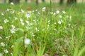 stellaria media is a wild field herbaceous plant with white flowers in full bloom with meadow grasses. stellaria are used in folk Royalty Free Stock Photo