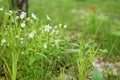 Stellaria media is a wild field herbaceous plant with white flowers in full bloom with meadow grasses. stellaria are used in folk Royalty Free Stock Photo