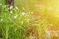 Stellaria media is a wild field herbaceous plant with white flowers in full bloom with meadow grasses. stellaria are used in folk Royalty Free Stock Photo