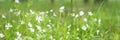 stellaria media is a wild field herbaceous plant with white flowers in full bloom with meadow grasses. stellaria are used in folk Royalty Free Stock Photo