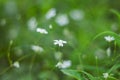 Stellaria is white. Little meadow flowers