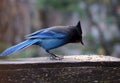 Stellers Jay Feeding Royalty Free Stock Photo