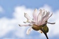 Stellate magnolia blossom glorious against mixed sky