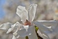 Stellate magnolia blossom mimics origami bird