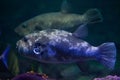 Stellate puffer (Arothron Stellatus).