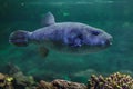 Stellate puffer Arothron stellatus Royalty Free Stock Photo