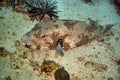 Stellate puffer fish (Arothron Stellatus) in the filipino sea December 25, 2011