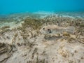 Stellate puffer fish Arothron stellatus