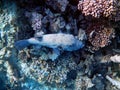 Stellate puffer fish in scenic coral landscape in Indian Ocean