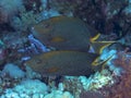 Stellate rabbitfish Royalty Free Stock Photo